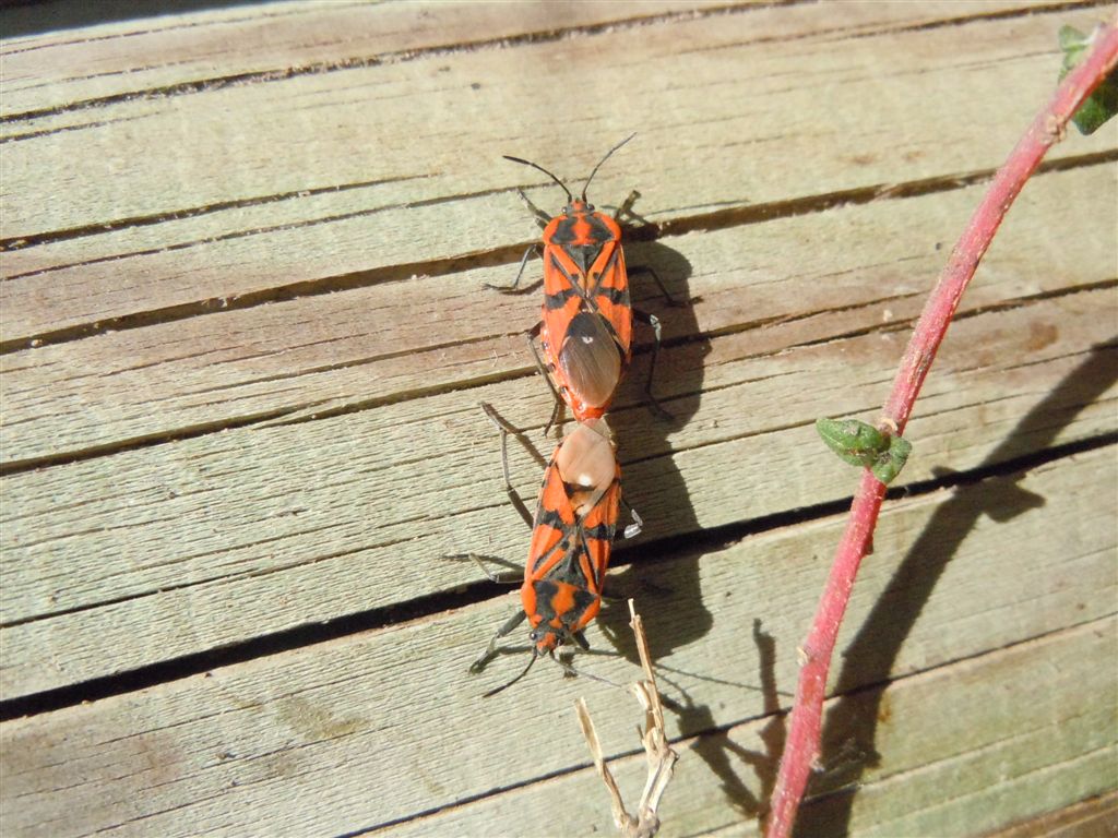 Lygaeidae: Spilostethus pandurus della Campania (NA)